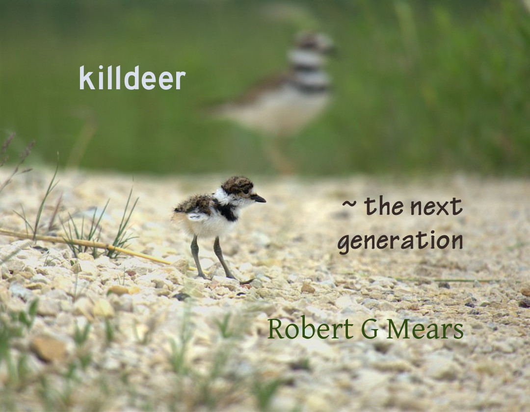 killdeer ~ the next generation