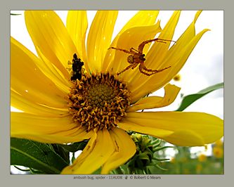 ambush bug, spider