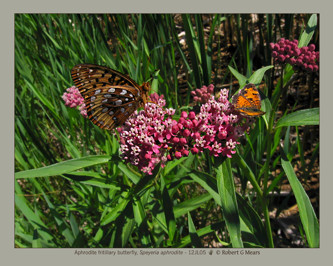Aphrodite fritillary butterfly, Speyeria aphrodite