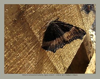 Milbert's tortoiseshell butterfly, Aglais milberti #2