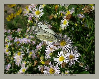 checkered white butterfly, Pontia protodice