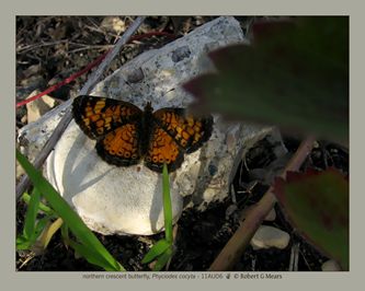 northern crescent butterfly, Phyciodes cocyta