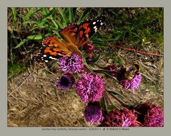 painted lady butterfly, Vanessa cardui  #1