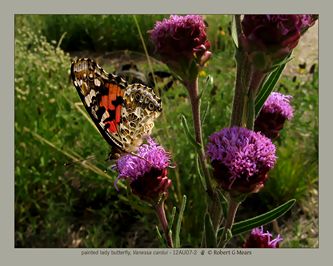 painted lady butterfly.jpg