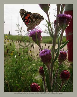 painted lady butterfly, Vanessa cardui #3