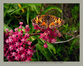 tawny crescent butterfly, Phyciodes batesii