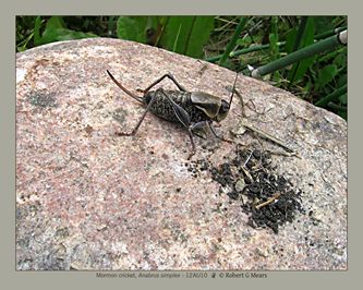 Mormon cricket, Anabrus simplex