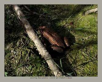 wood frog, Rana sylvatica