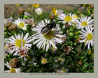 hoverfly, Eristalis dimidiata