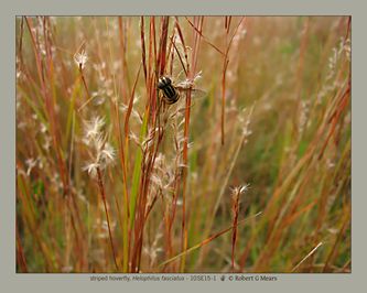 striped hoverfly, Helophilus fasciatus #3