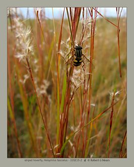 striped hoverfly, Helophilus fasciatus #4