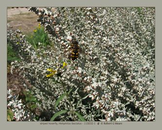 striped hoverfly, Helophilus fasciatus #1