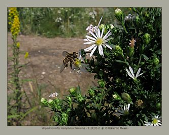 striped hoverfly, Helophilus fasciatus #2