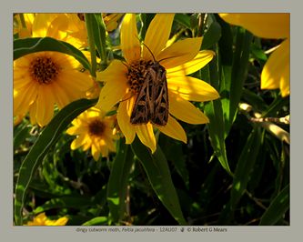 dingy cutworm moth, Feltia jaculifera