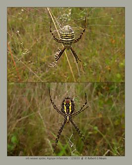 orb weaver spider, Argiope trifasciata #1