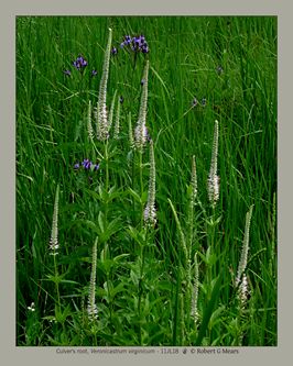 Culver's root, Veronicastrum virginicum #1