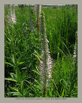 Culver's root, Veronicastrum virginicum #2