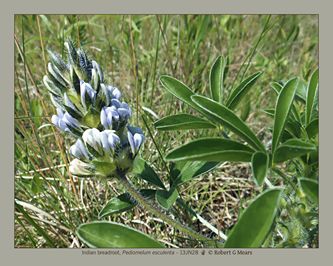 Indian breadroot, Pediomelum esculenta