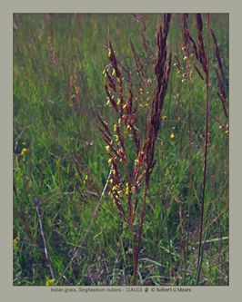 Indian grass, Sorghastrum nutans #1