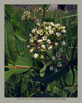 Indian hemp, Apocynum cannabinum