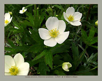 Canada anemone, Anemone canadensis #2