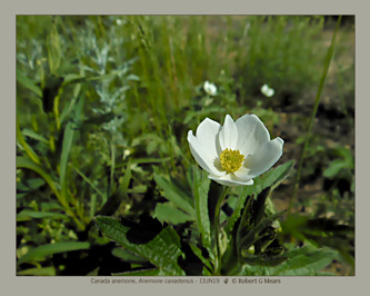 Canada anemone, Anemone canadensis #1