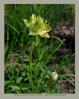 long fruited anemone, Anemone cylindrica