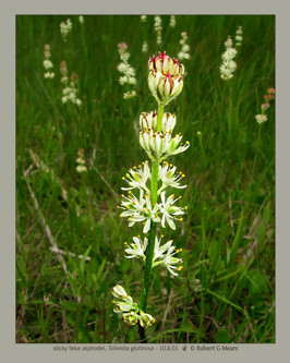 sticky false asphodel, Tofieldia glutinosa #3