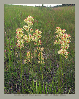 sticky false asphodel, Tofieldia glutinosa #1