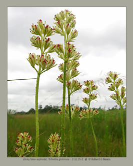 sticky false asphodel, Tofieldia glutinosa #2