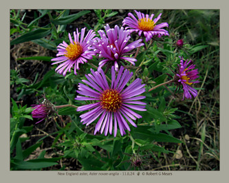 New England aster, Aster novae anglia #2