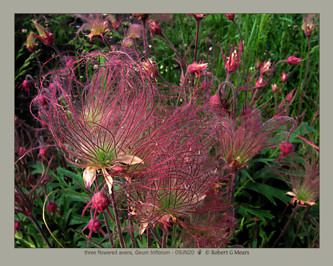 three flowered avens, Geum triflorum #4