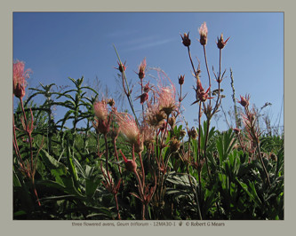 three flowered avens, Geum triflorum #1