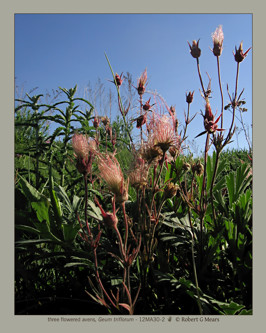 three flowered avens, Geum triflorum #2
