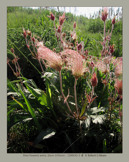 three flowered avens, Geum triflorum #3