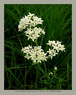 northern bedstraw, Galium boreale #1