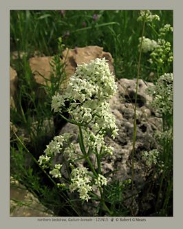 northern bedstraw, Galium boreale #4