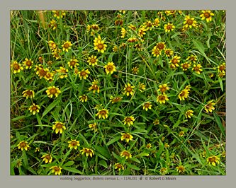 nodding beggartick, Bidens cernua #1