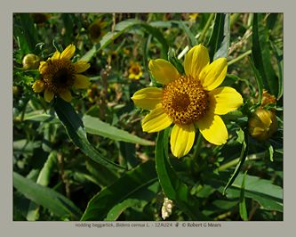 nodding beggartick, Bidens cernua #2