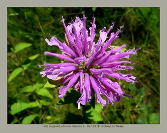 wild bergamot, Monarda fistulosa #2