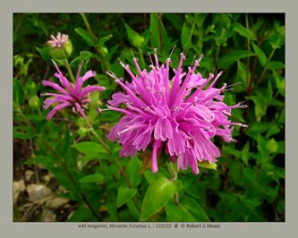 wild bergamot, Monarda fistulosa #1