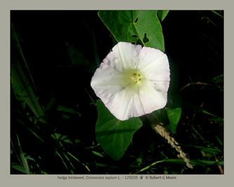 hedge bindweed, Convovulus sepium