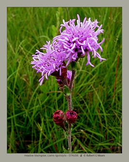 meadow blazingstar, Liatris ligulistylis