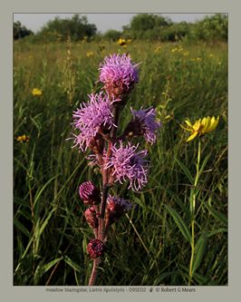 meadow blazingstar, Liatris ligulistylis #2