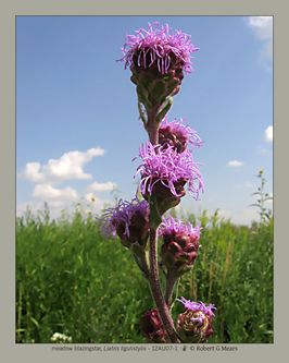 meadow blazingstar, Liatris ligulistylis #3