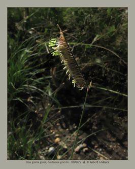 blue grama grass, Bouteloua gracilis #1