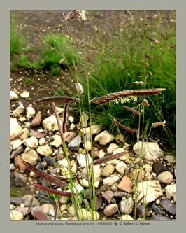 blue grama grass, Bouteloua gracilis #2