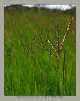 big bluestem, Andropogon gerardii #1