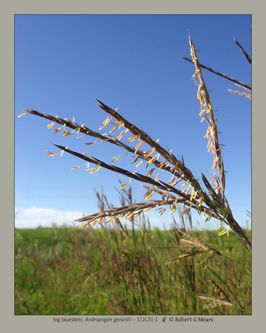 big bluestem, Andropogon gerardii #3