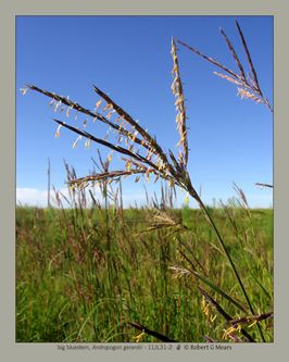 big bluestem, Andropogon gerardii #4